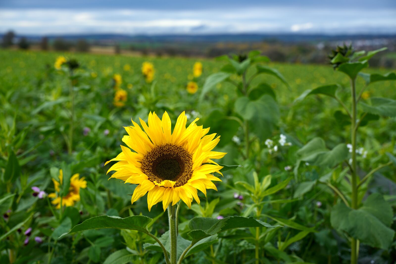 Tamron 28-75mm F2.8 Di III RXD sample photo. Sunflower, flower, field photography