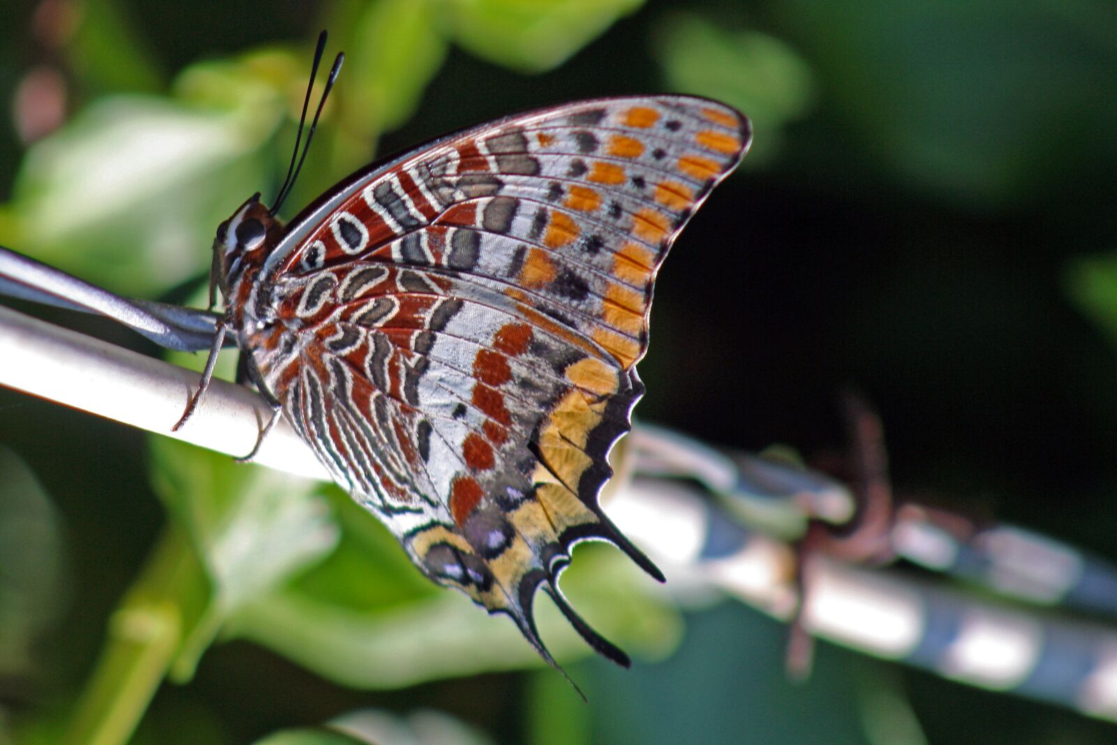 Canon EOS 1000D (EOS Digital Rebel XS / EOS Kiss F) sample photo. Charaxes jasius, two-tailed pasha photography