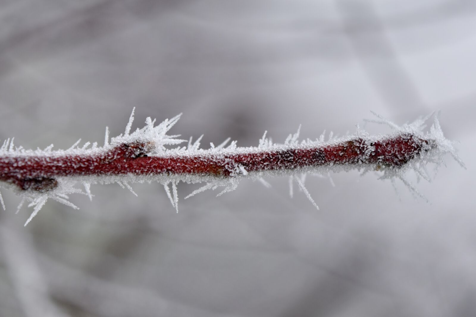 Nikon D5500 sample photo. Beautiful photo, fog, frost photography