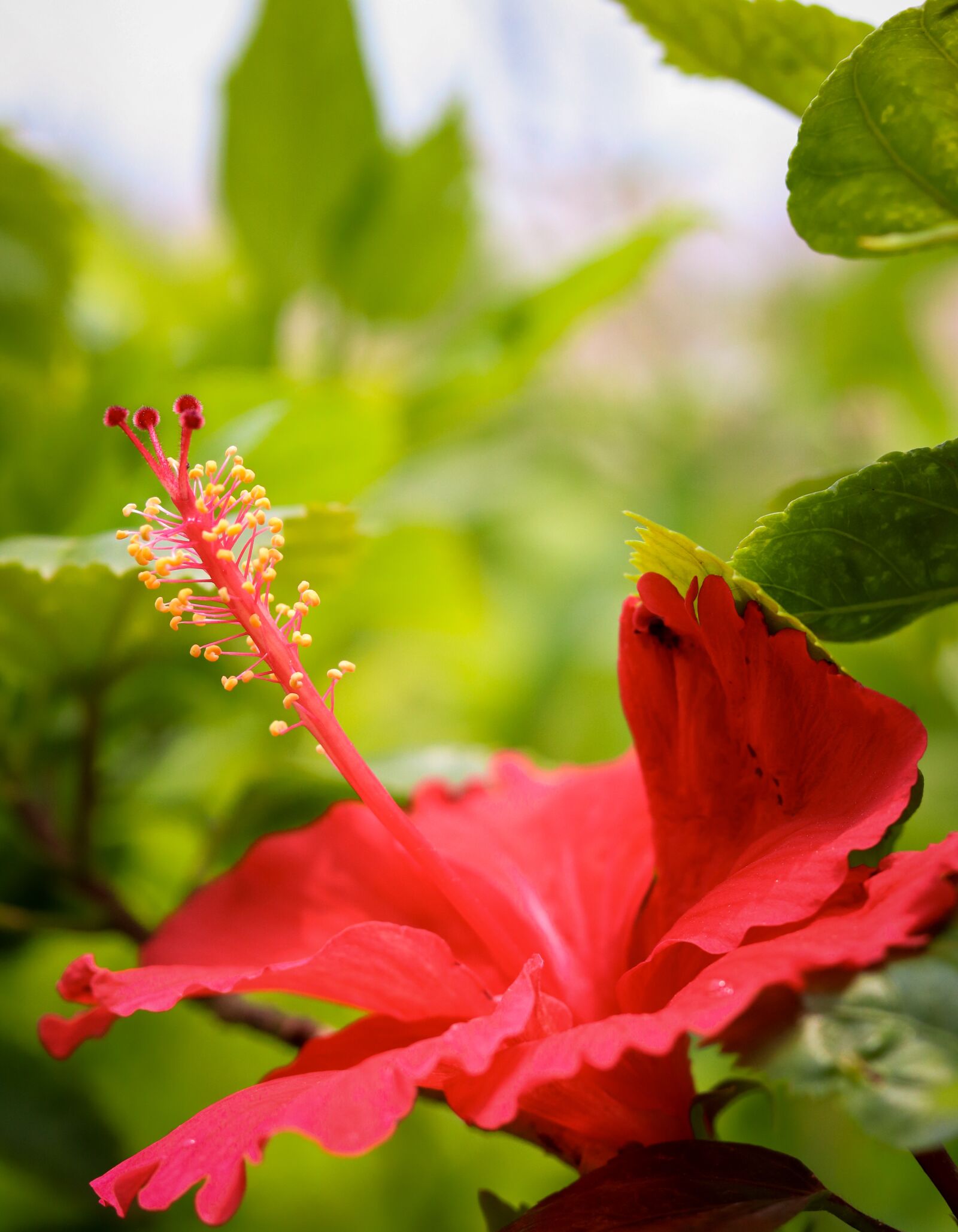 Canon EOS 200D (EOS Rebel SL2 / EOS Kiss X9) + Canon EF 50mm F1.8 STM sample photo. Red flower, flower, plant photography