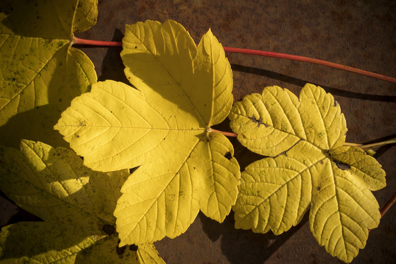 Canon EOS 1300D (EOS Rebel T6 / EOS Kiss X80) sample photo. Autumn, leaf, maple photography
