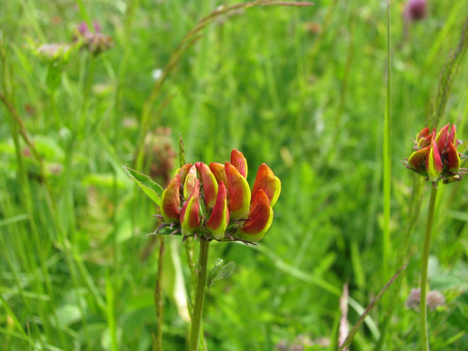Canon POWERSHOT S5 IS sample photo. Flowers, wild flowers, red photography
