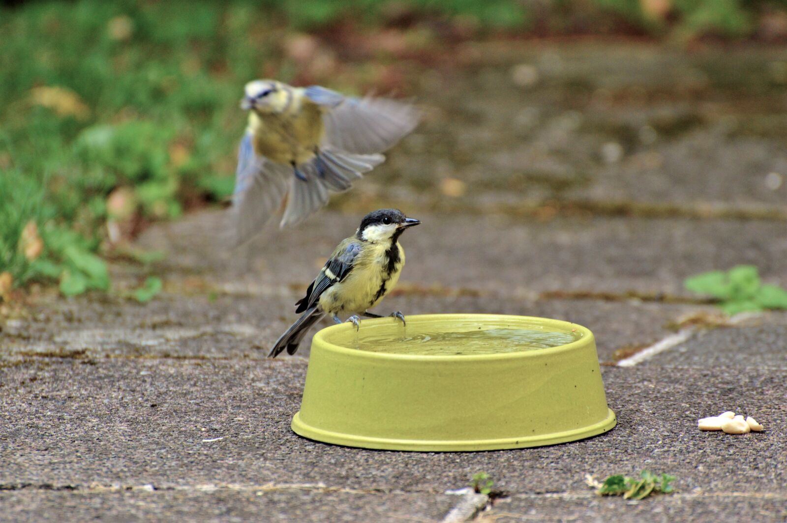Nikon D3200 sample photo. Tit, blue tit, little photography