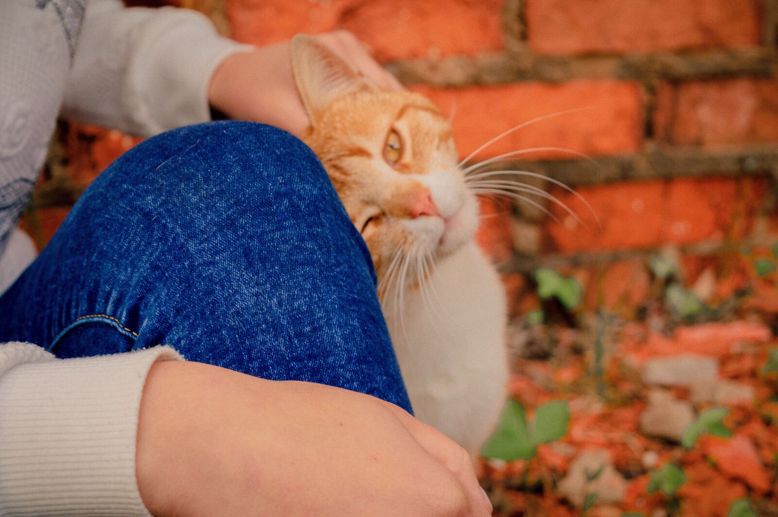 Nikon D3200 sample photo. Redhead, cat, saffron milk photography