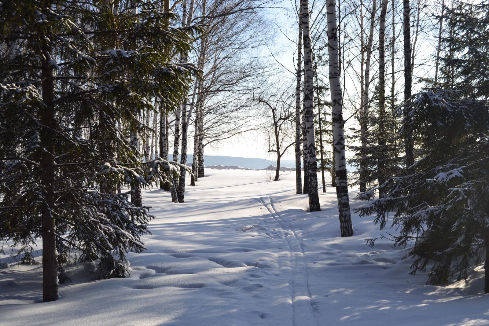 Nikon D3100 sample photo. Winter, trees, cold photography