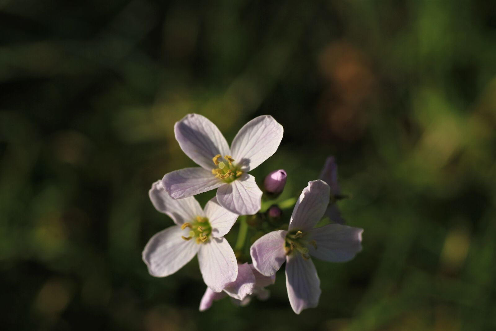 Canon EF-S 35mm F2.8 Macro IS STM sample photo. Flowers, weed, wild herb photography