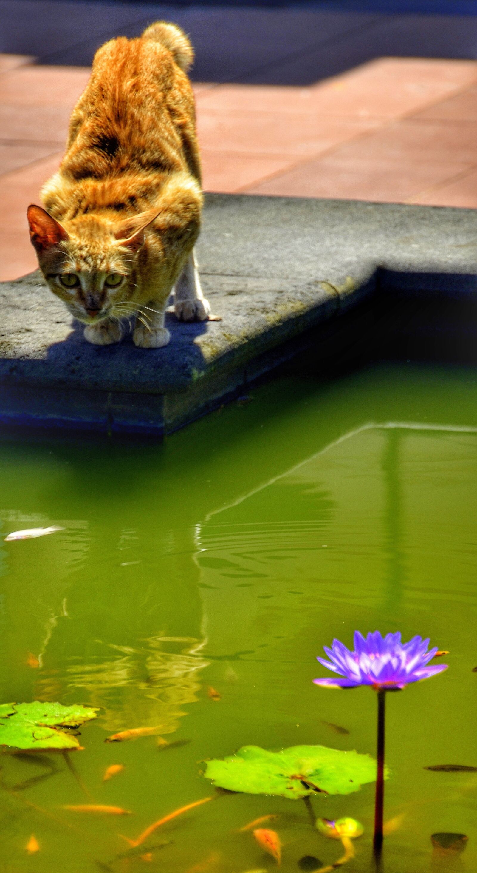 Nikon D5100 sample photo. Cat, watching, fish photography