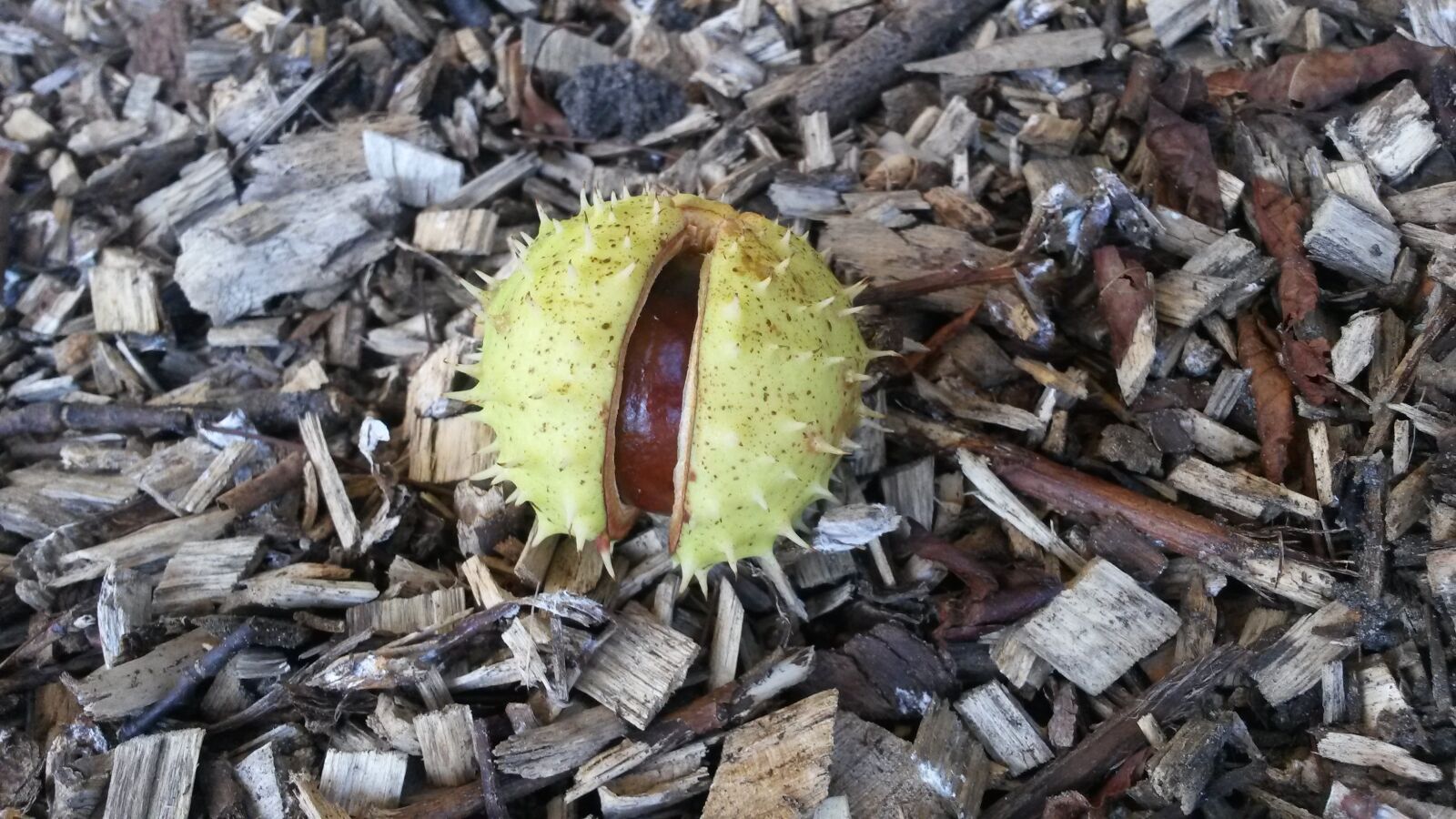 Samsung Galaxy S4 Mini sample photo. Chestnut, fruit, prickly photography