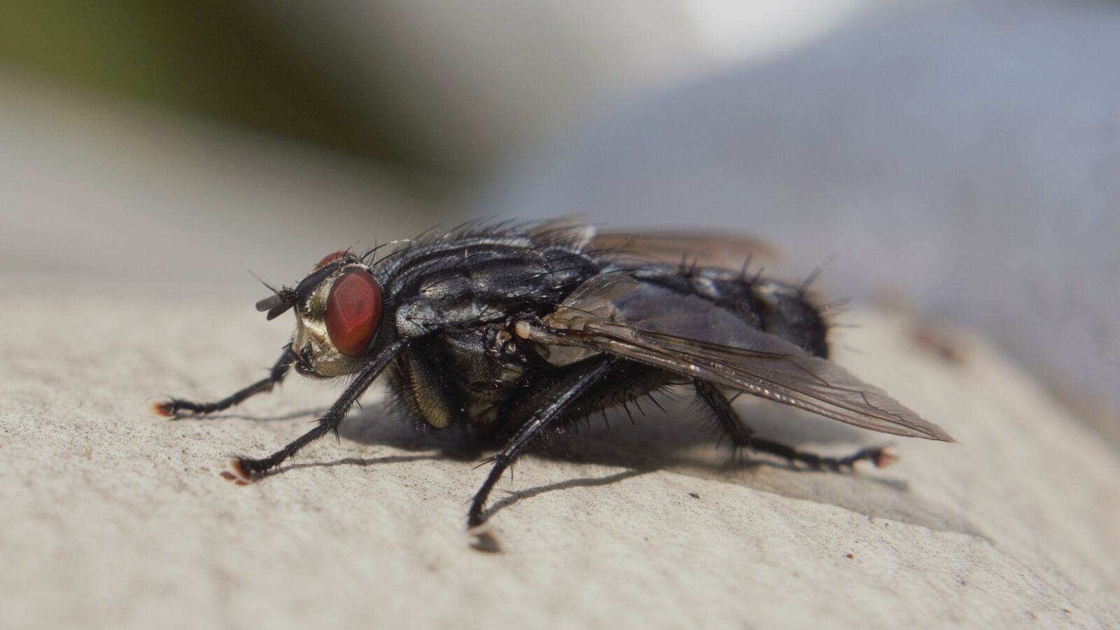 Nikon D3300 sample photo. Fly, insect, bug photography