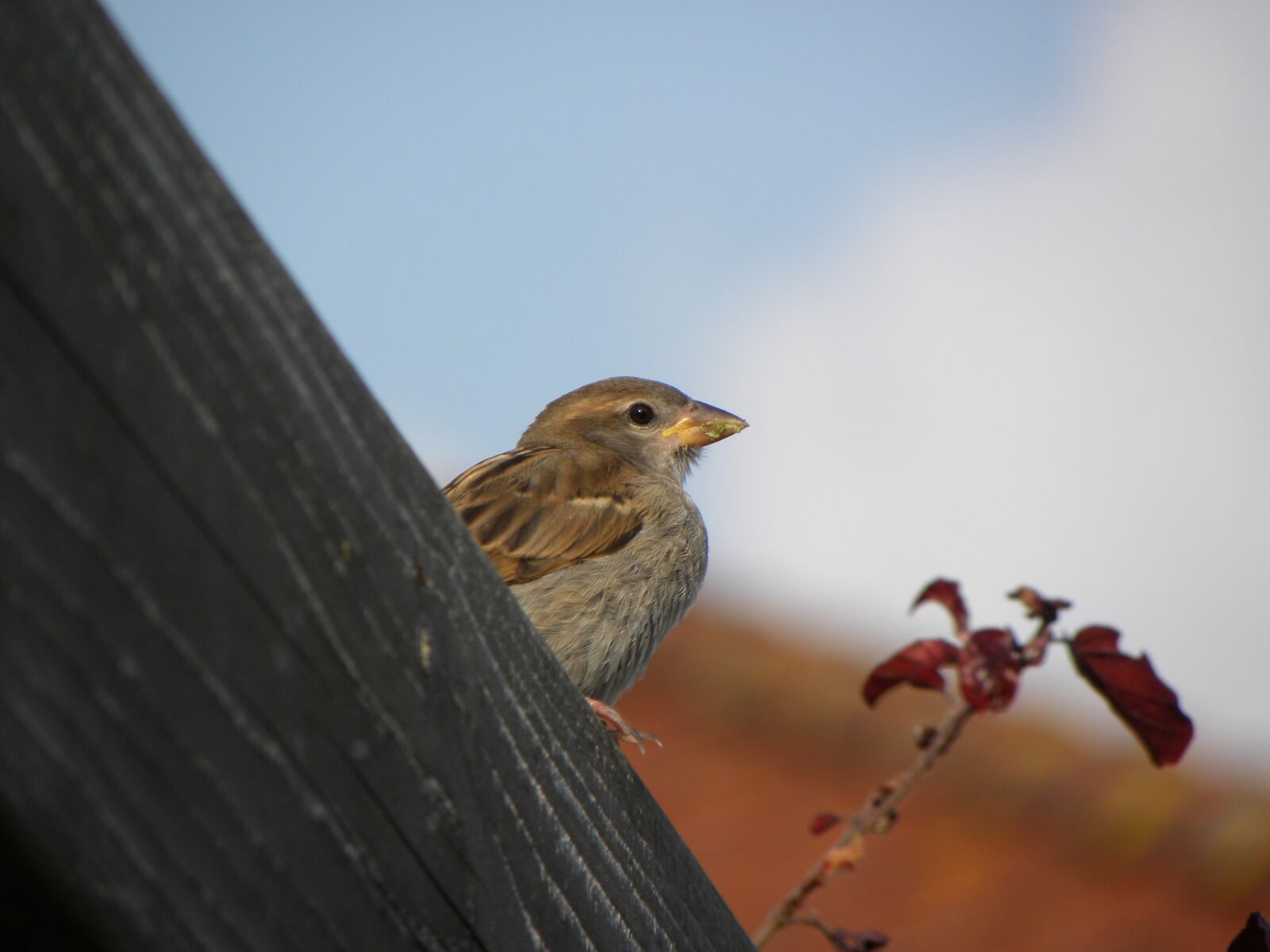Nikon Coolpix P90 sample photo. Bird, homester, beak photography