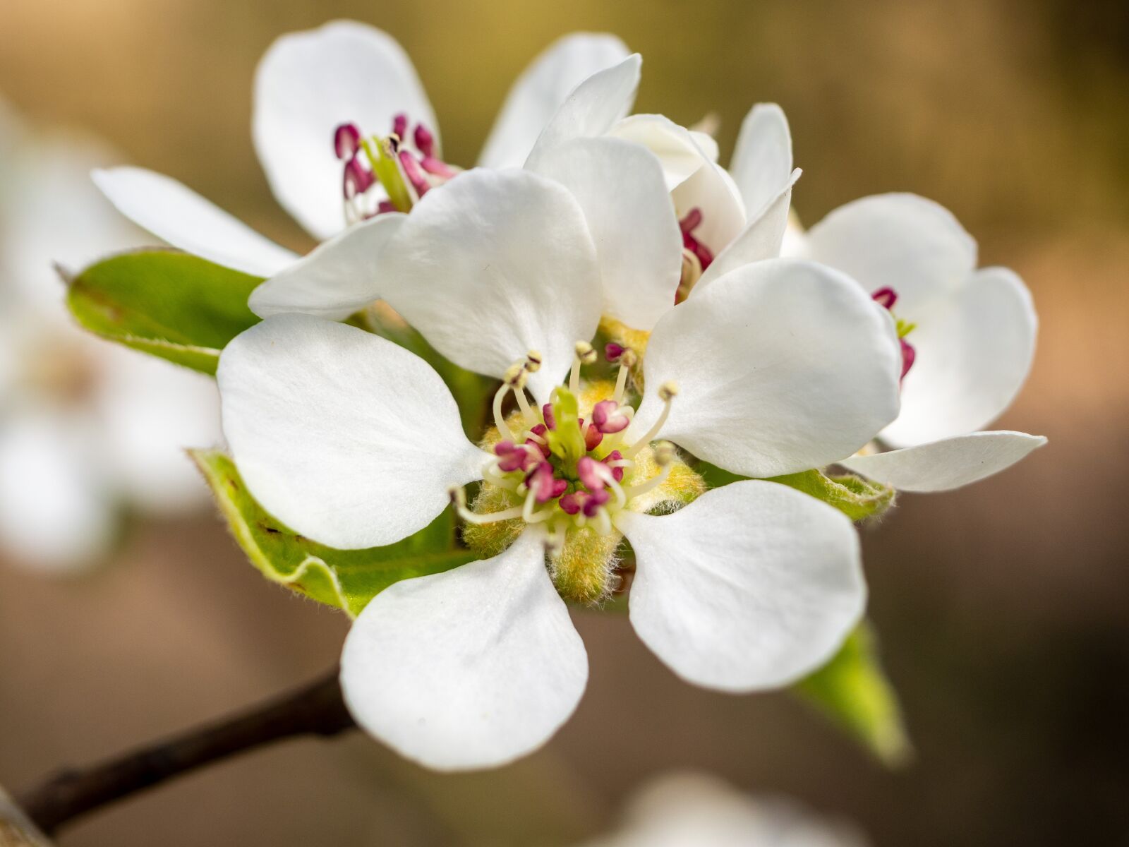 Olympus OM-D E-M10 III sample photo. Flower, tree, flowering photography
