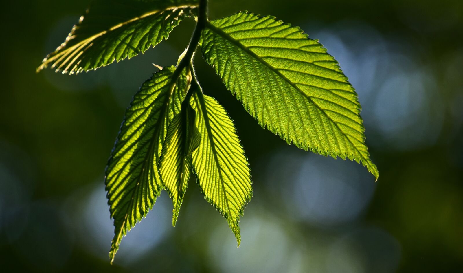 Nikon D3300 sample photo. Leaf, plant, nature photography