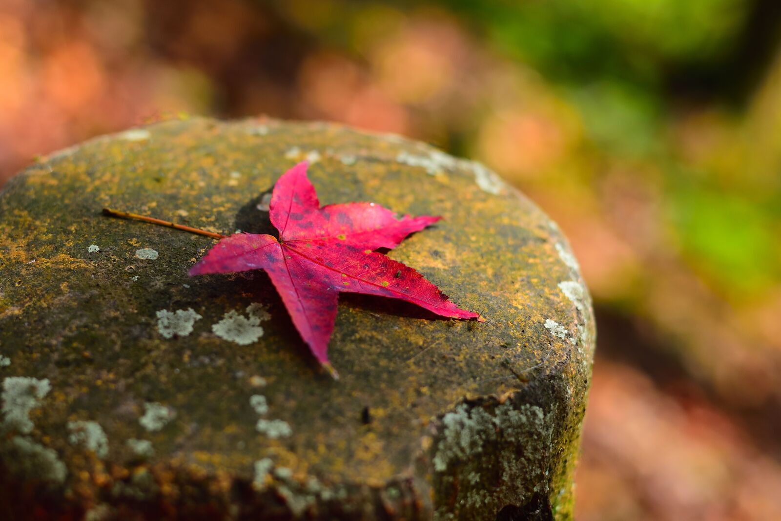 Nikon D750 sample photo. Maple, leaf, tree photography