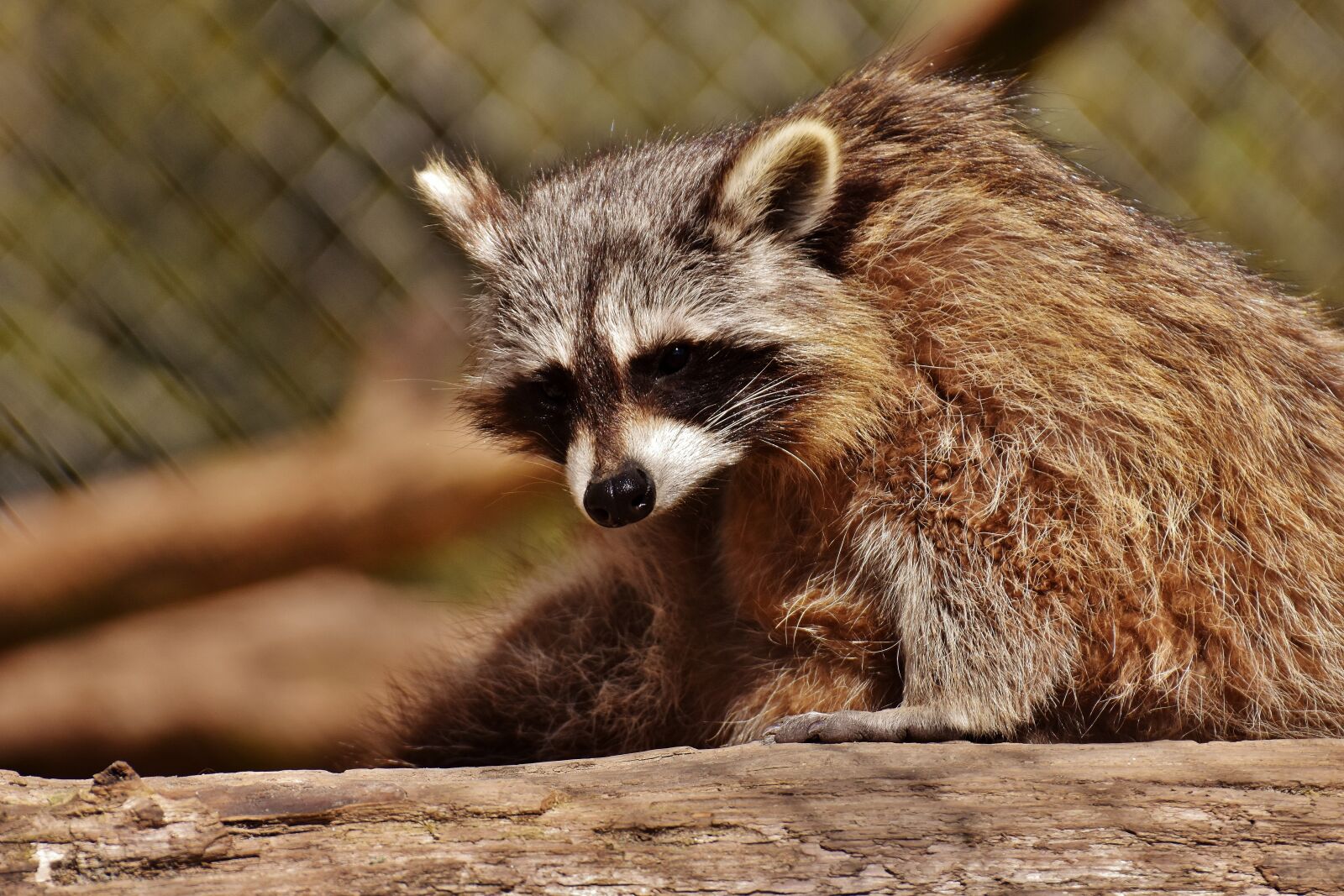 Nikon D7200 sample photo. Raccoon, wild animal, furry photography
