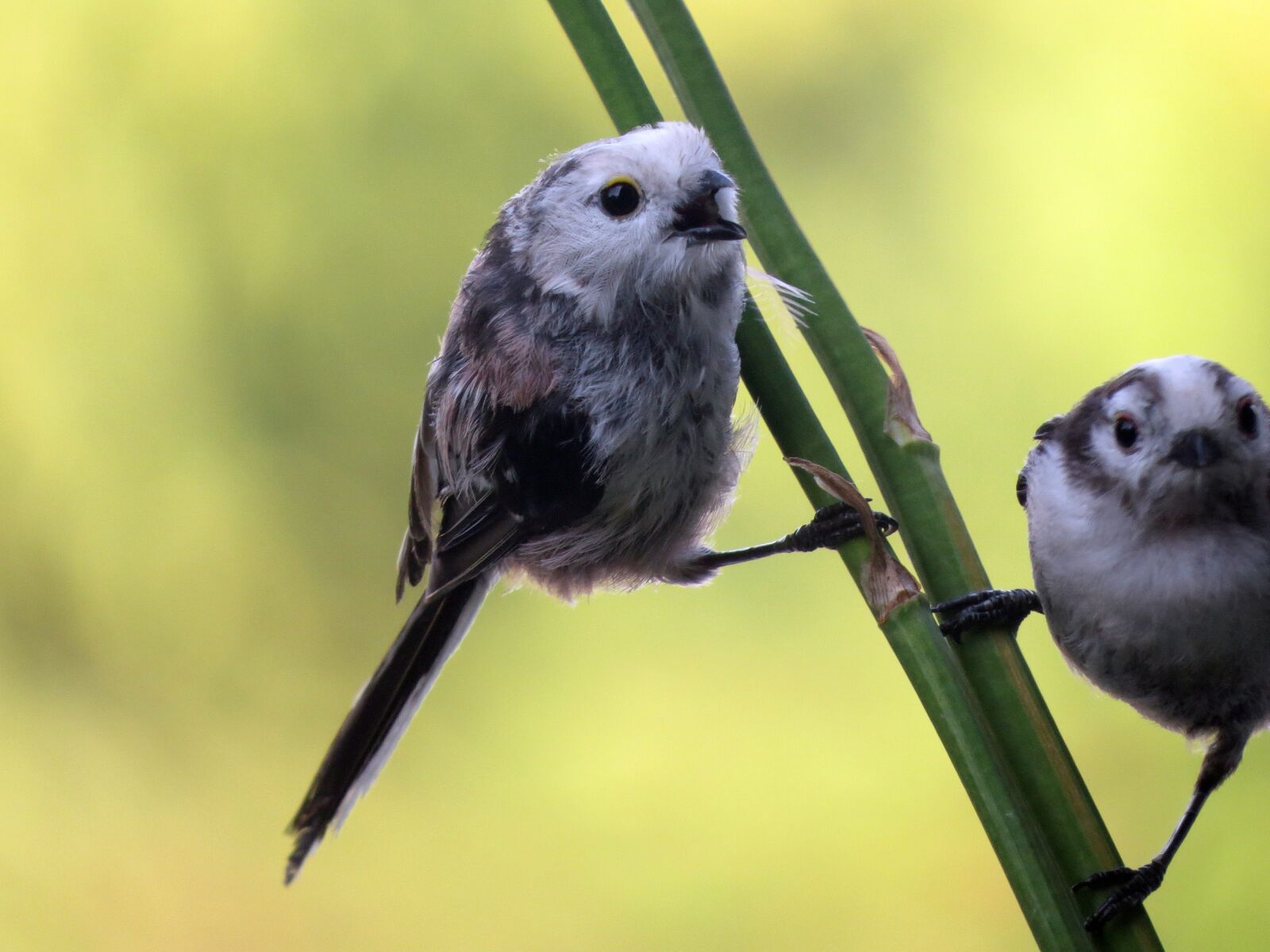 Canon PowerShot SX50 HS sample photo. Aegithalos caudatus, long-tailed tit photography