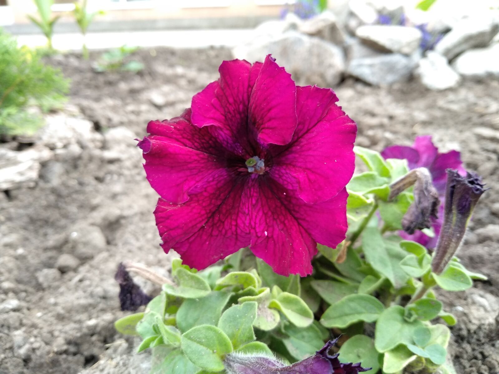 Xiaomi Mi A1 sample photo. Petunia, flowers, flower photography
