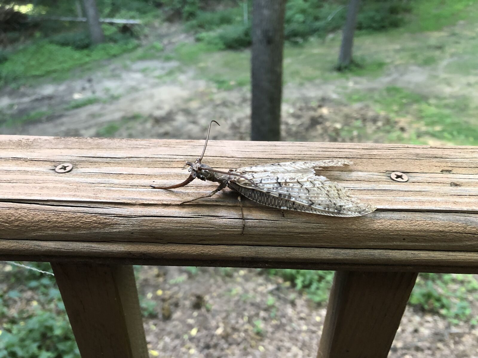 iPhone 8 back camera 3.99mm f/1.8 sample photo. Hawkmoth, insect, moth photography