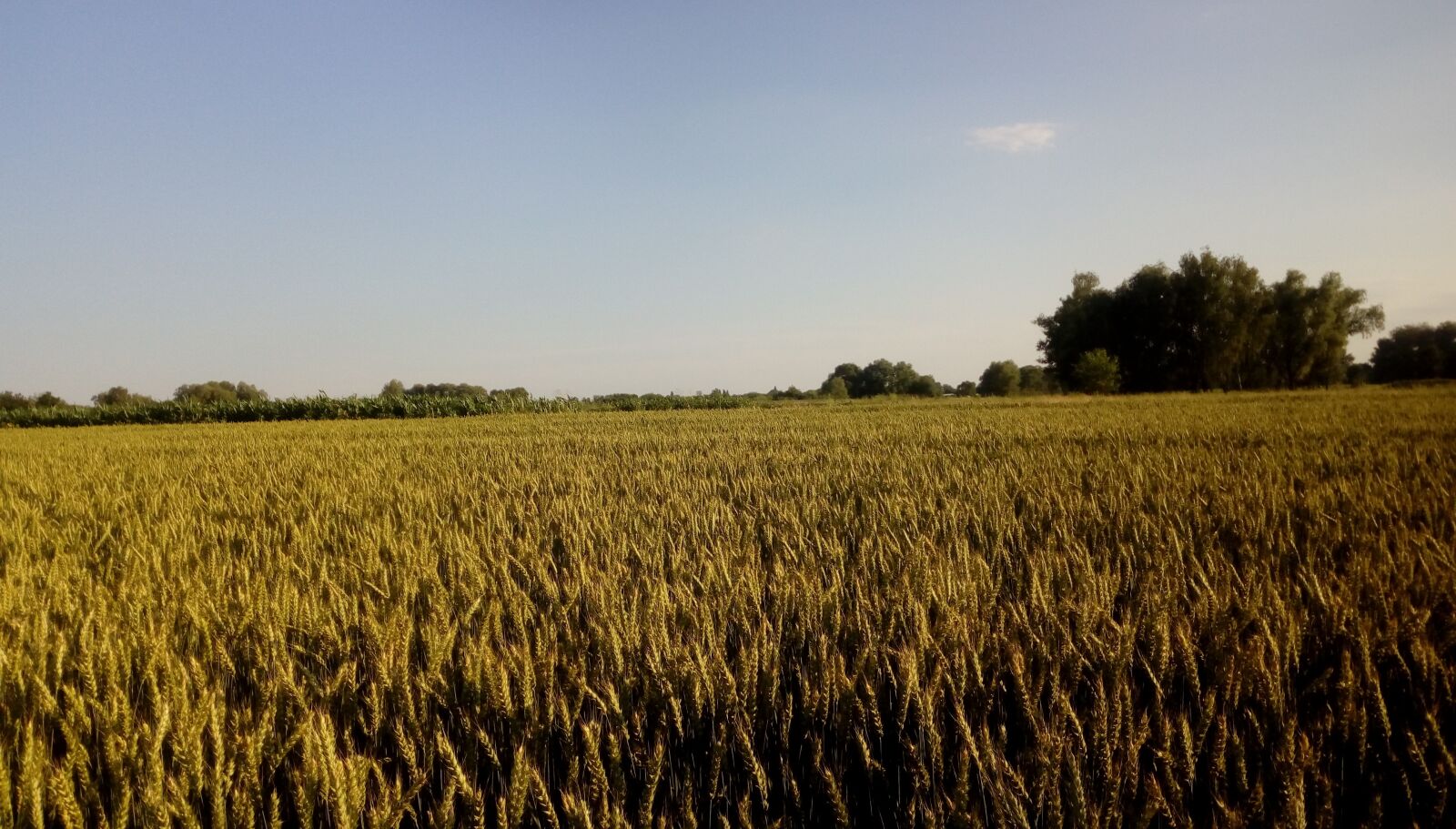 HTC DESIRE 628 DUAL SIM sample photo. Agrofirm, agrofarm, farm photography