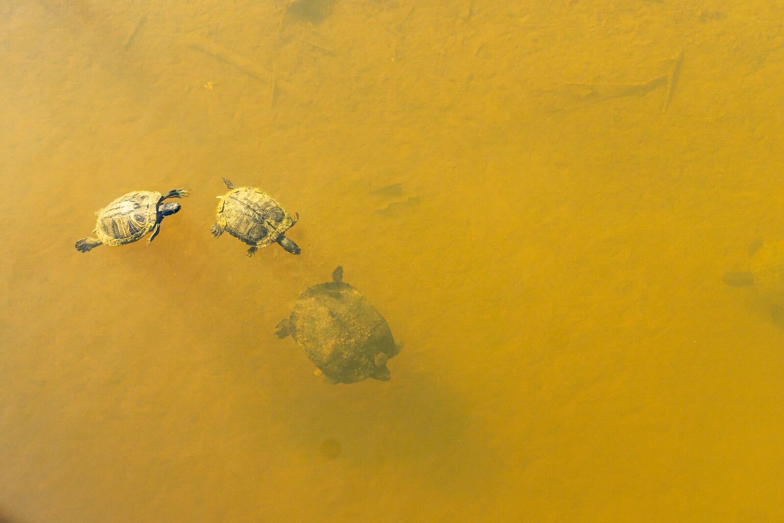 Sony a6000 + Sony E 35mm F1.8 OSS sample photo. Aquatic turtles, mud turtles photography