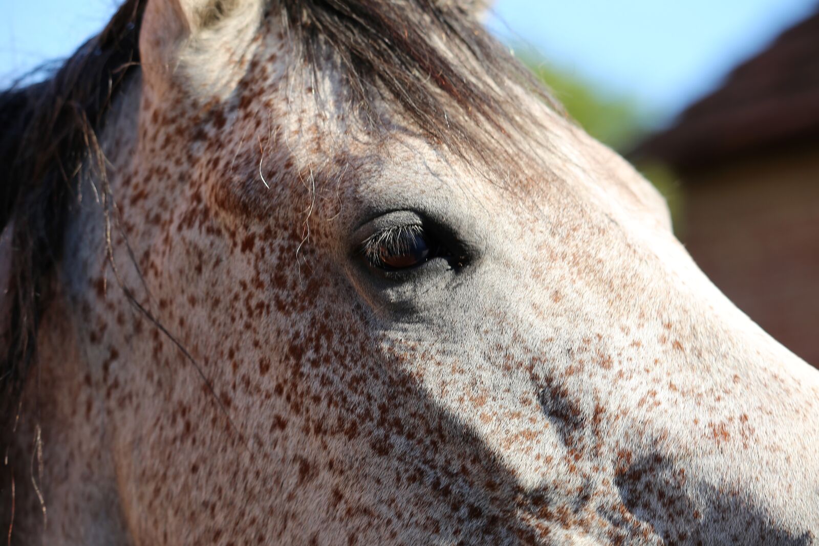Canon EF 70-300 F4-5.6 IS II USM sample photo. Arabian horse, head, eye photography