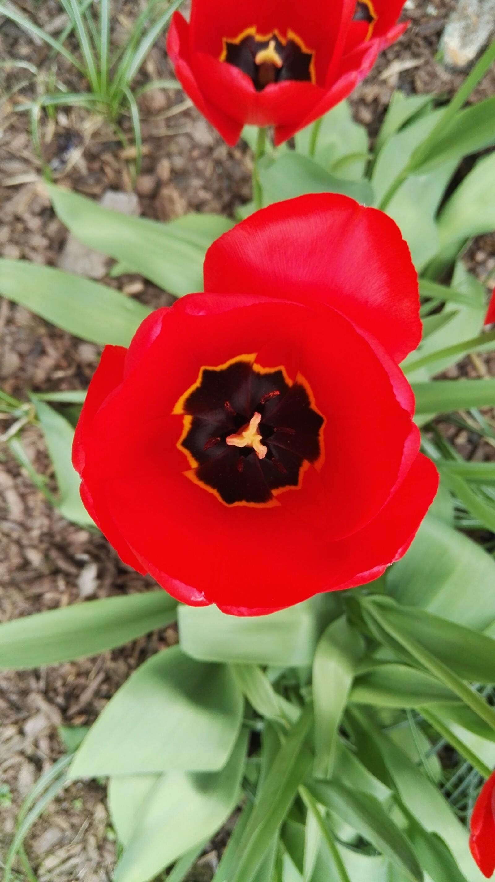 HUAWEI P8 sample photo. Flowers, red, spring, tulip photography