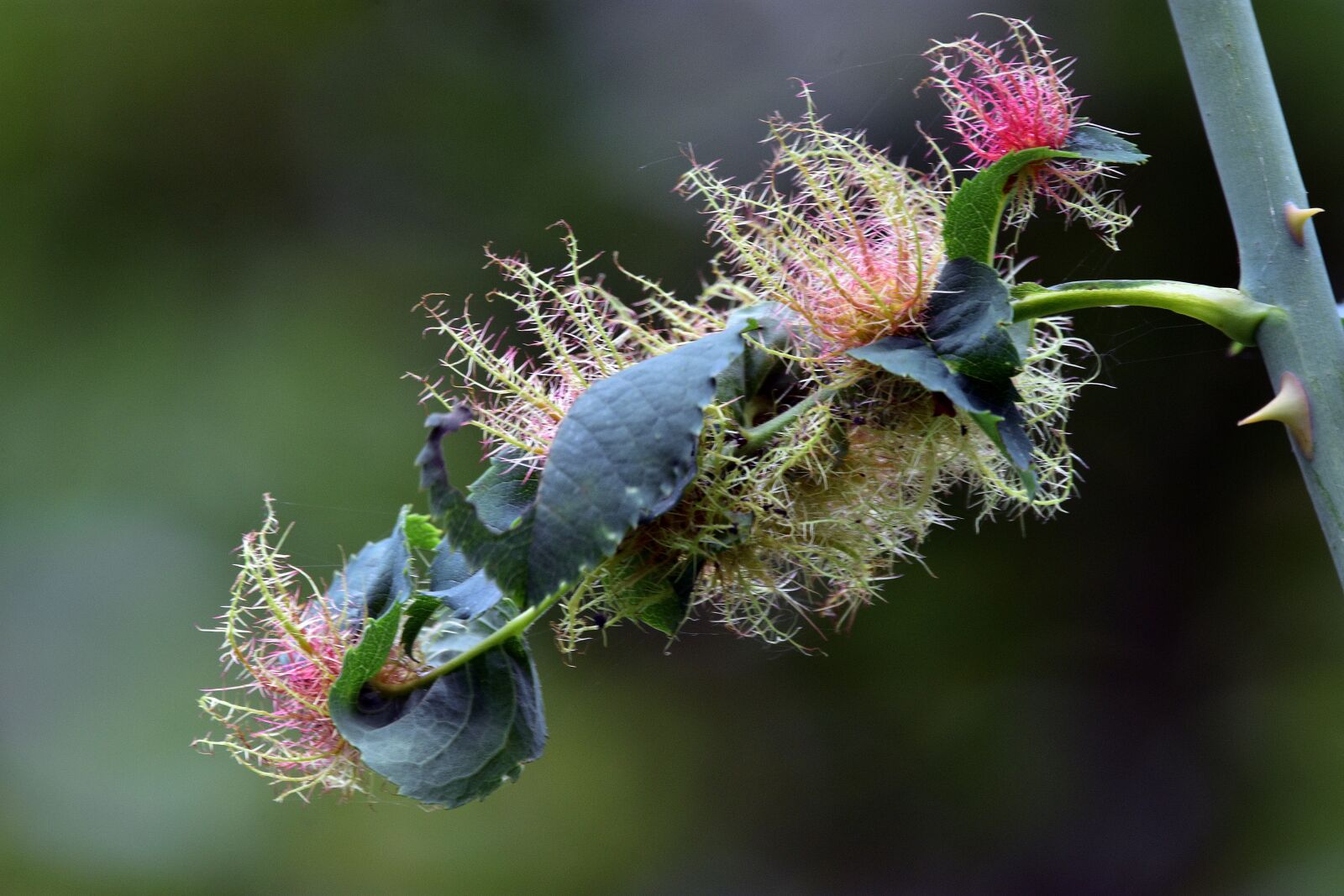 Nikon D3400 sample photo. Flower, flowers, forest photography