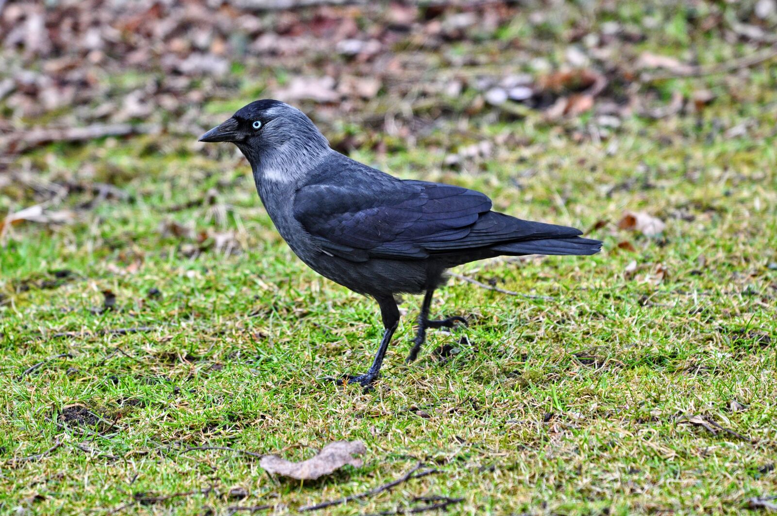 Nikon D90 sample photo. Jackdaw, bird, corvus animal photography