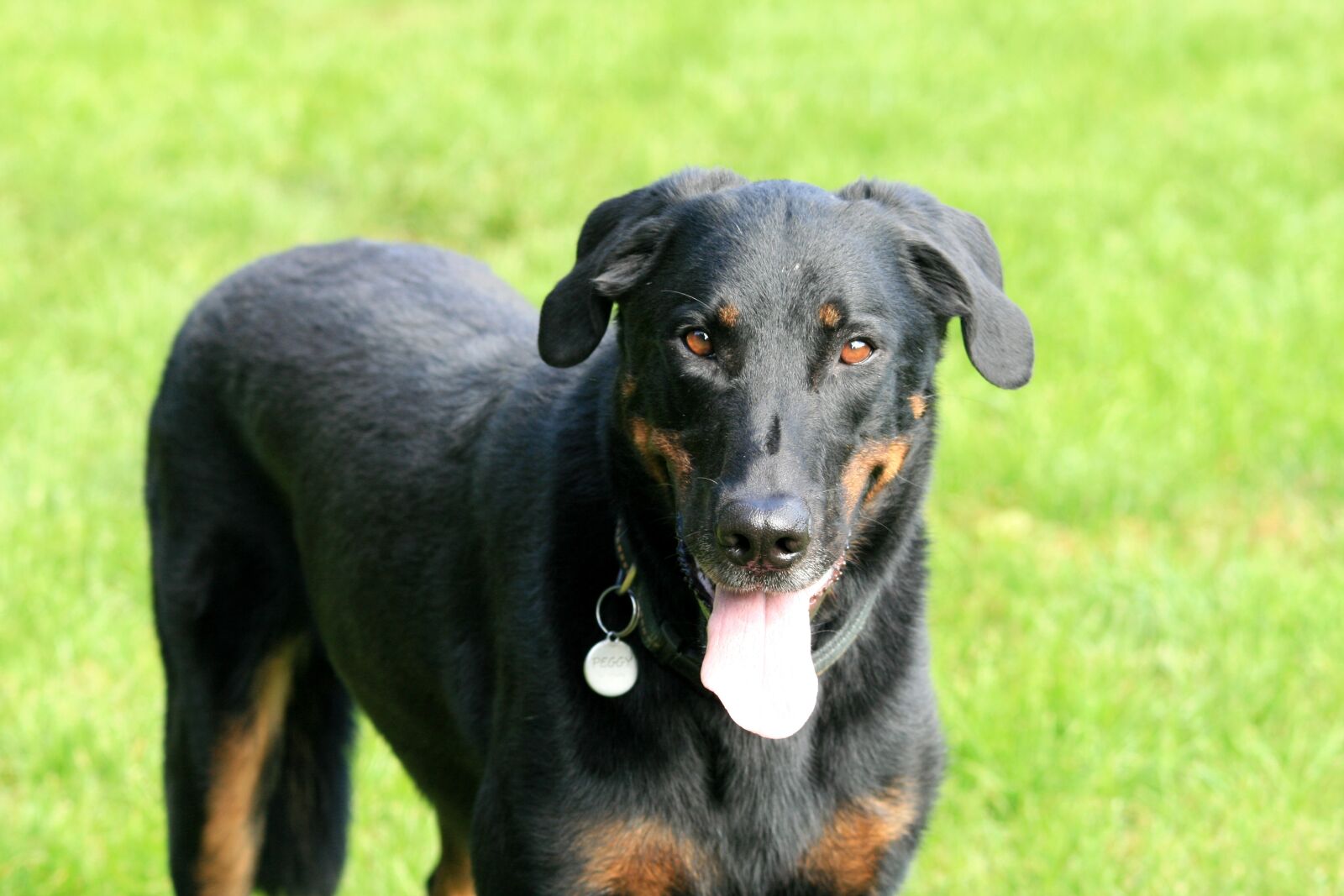 Canon EOS 400D (EOS Digital Rebel XTi / EOS Kiss Digital X) sample photo. Dog, animal, beauceron photography