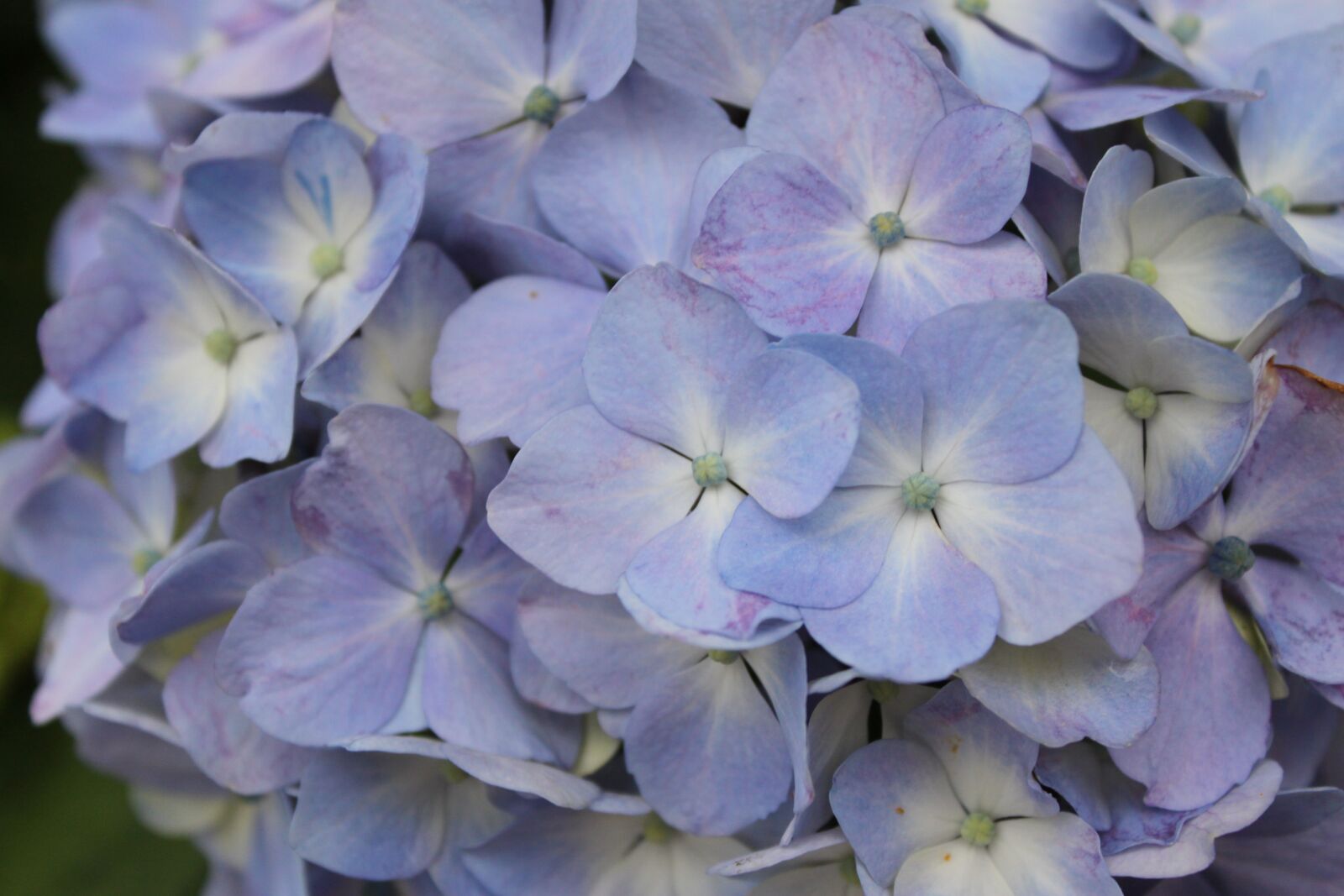 Canon EOS 500D (EOS Rebel T1i / EOS Kiss X3) sample photo. Hydrangea, purple, in full photography