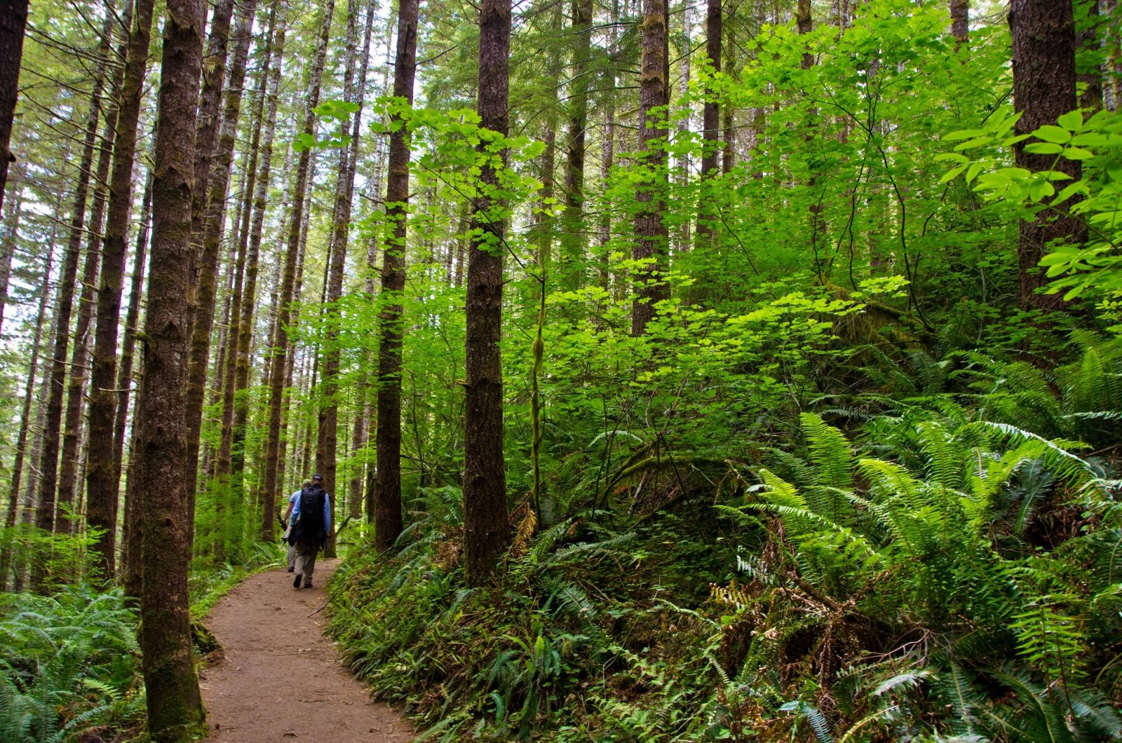 Nikon D7000 sample photo. Hiking, forest, lifestyle photography