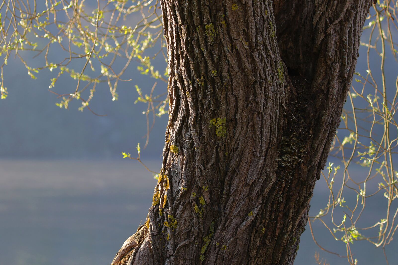 Canon EOS 7D Mark II sample photo. River floodplain, neckar, neckar photography