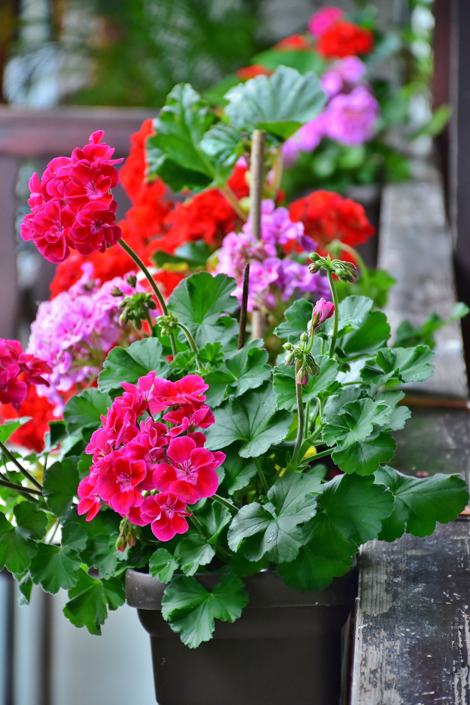 Nikon D7200 sample photo. Balcony, flower box, flowers photography