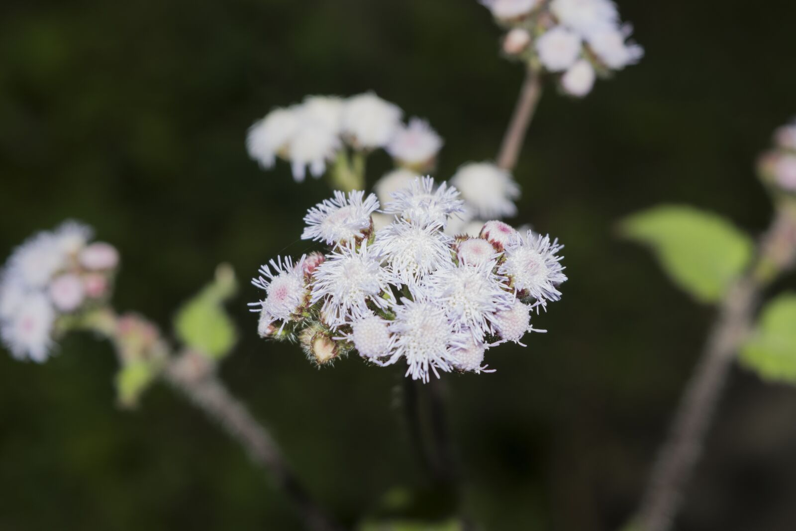 Nikon D5500 sample photo. Flower, quindío, colombia photography