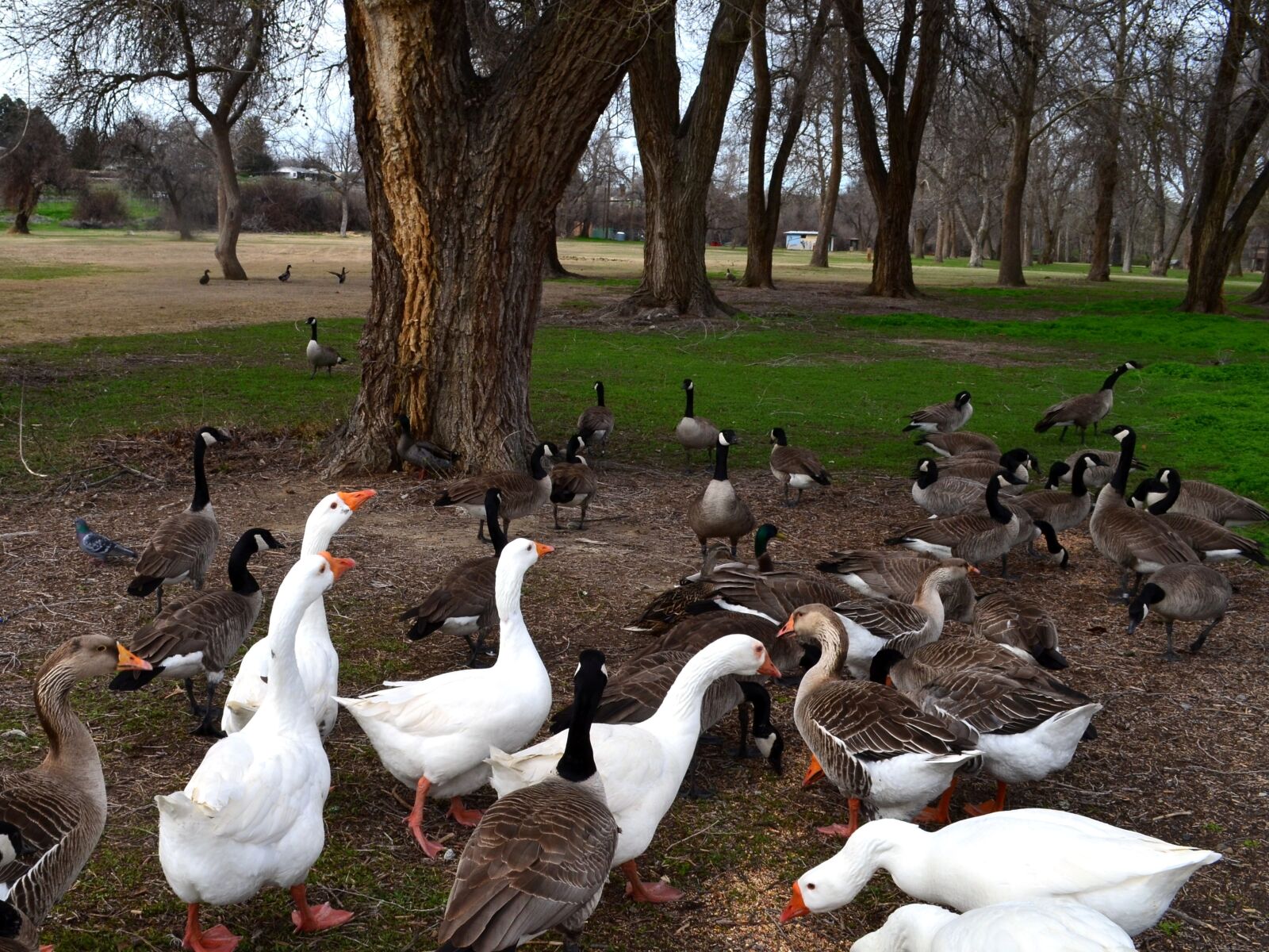 Nikon D5100 sample photo. Geese, park, bird photography