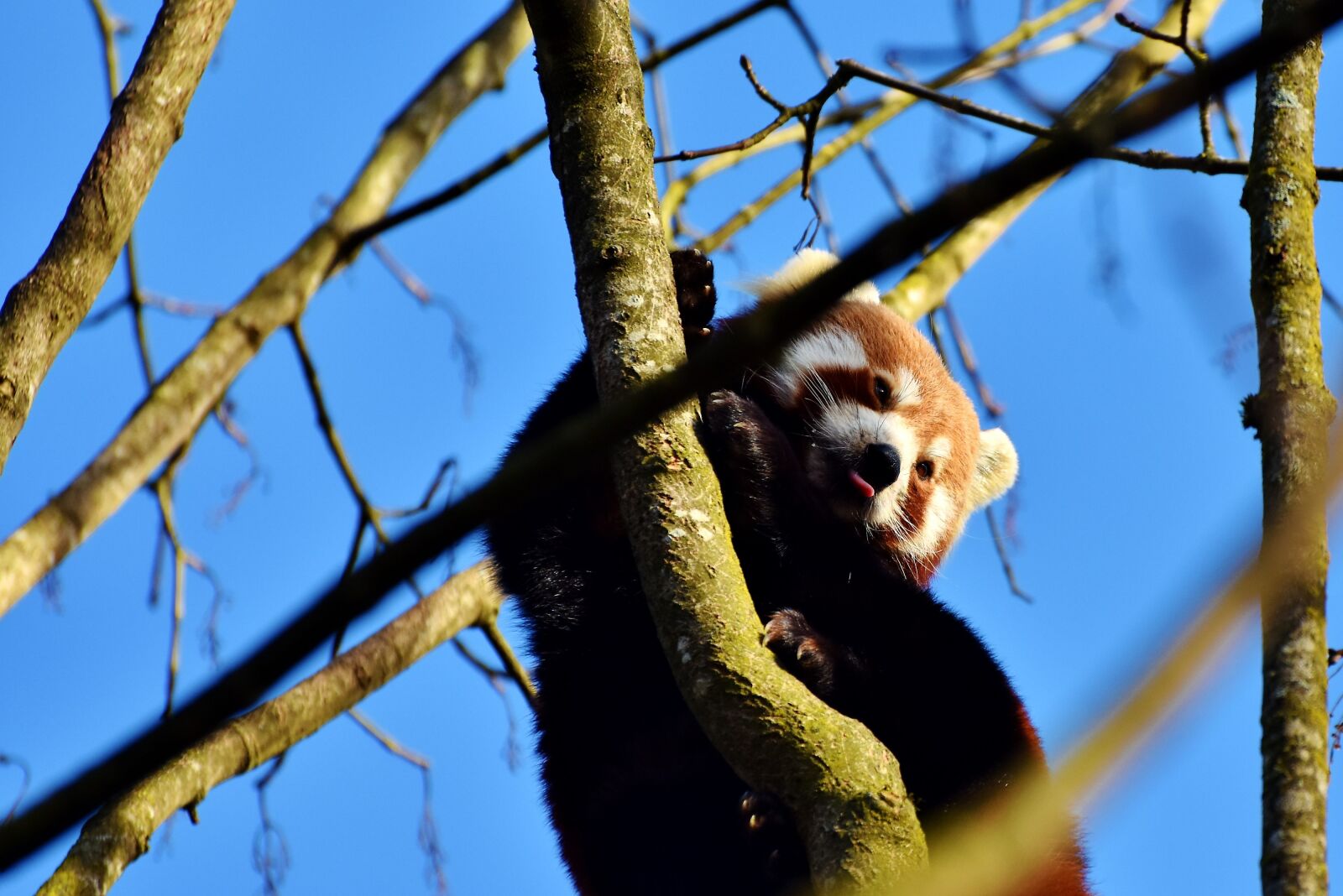 Nikon D7200 sample photo. Panda, panda bear, brown photography