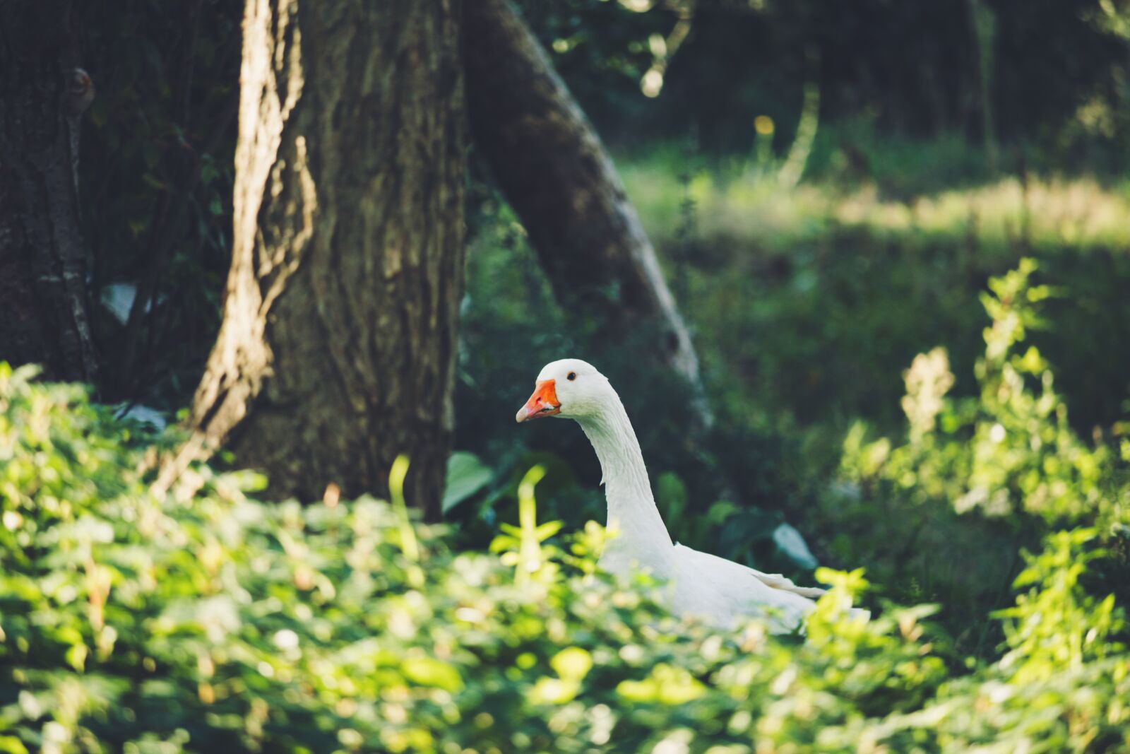 Canon EOS 1300D (EOS Rebel T6 / EOS Kiss X80) sample photo. Duck, oca, grass photography