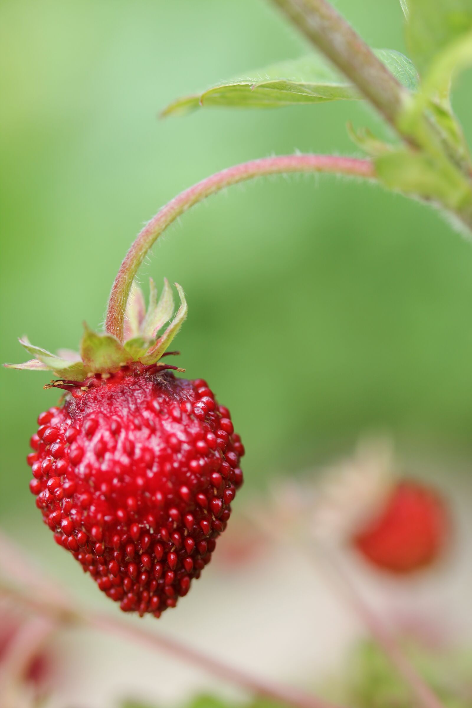 Canon EOS 550D (EOS Rebel T2i / EOS Kiss X4) sample photo. Strawberry, garden, plant photography