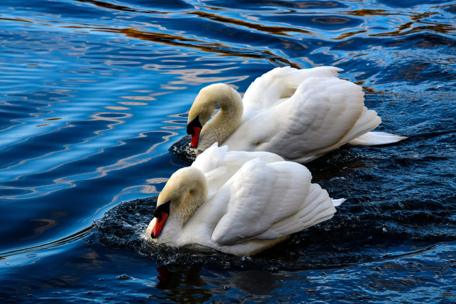 Nikon D850 sample photo. Swans, lake, love photography