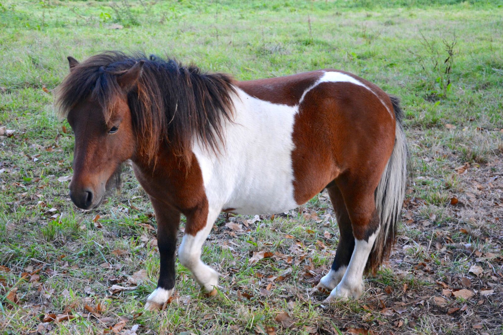 Nikon D5200 sample photo. Shetland pony, small horse photography