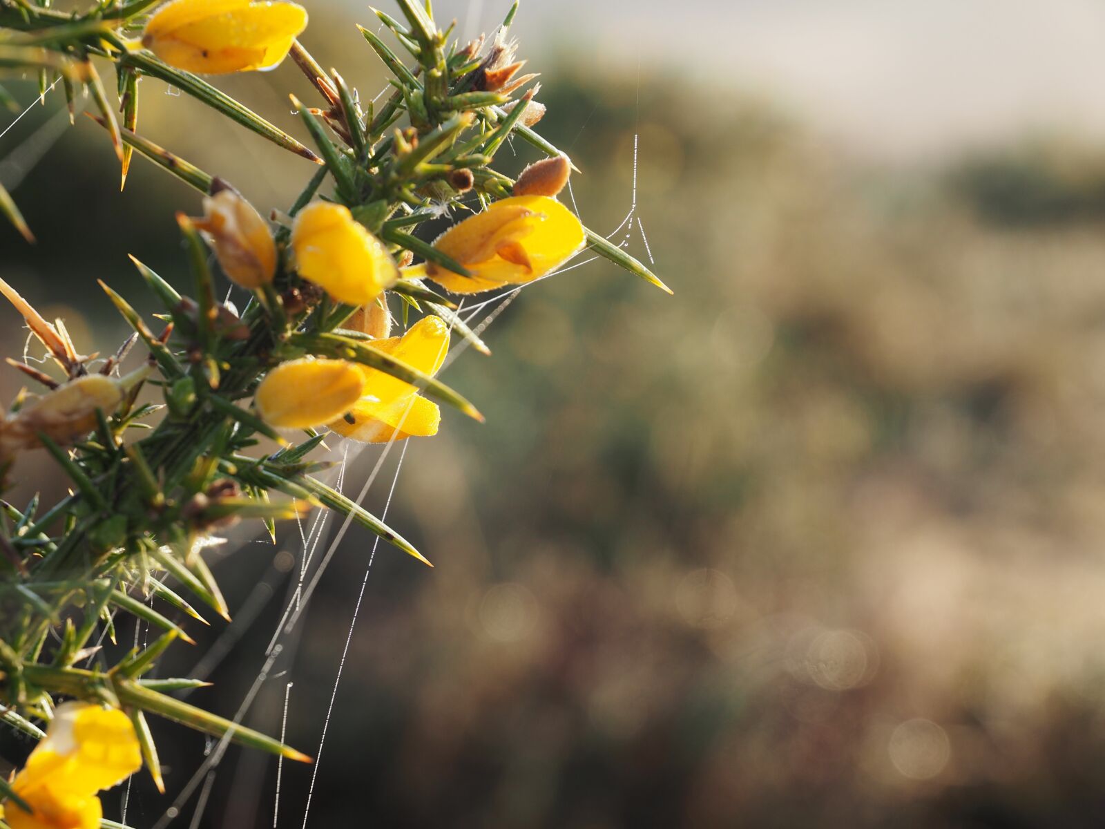 Olympus OM-D E-M1 + Olympus Zuiko Digital ED 12-60mm F2.8-4.0 SWD sample photo. Gorse, prickles, thorns photography