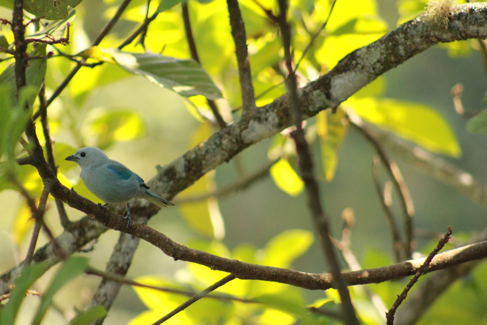 Canon EOS 550D (EOS Rebel T2i / EOS Kiss X4) sample photo. Birds, animals, nature photography