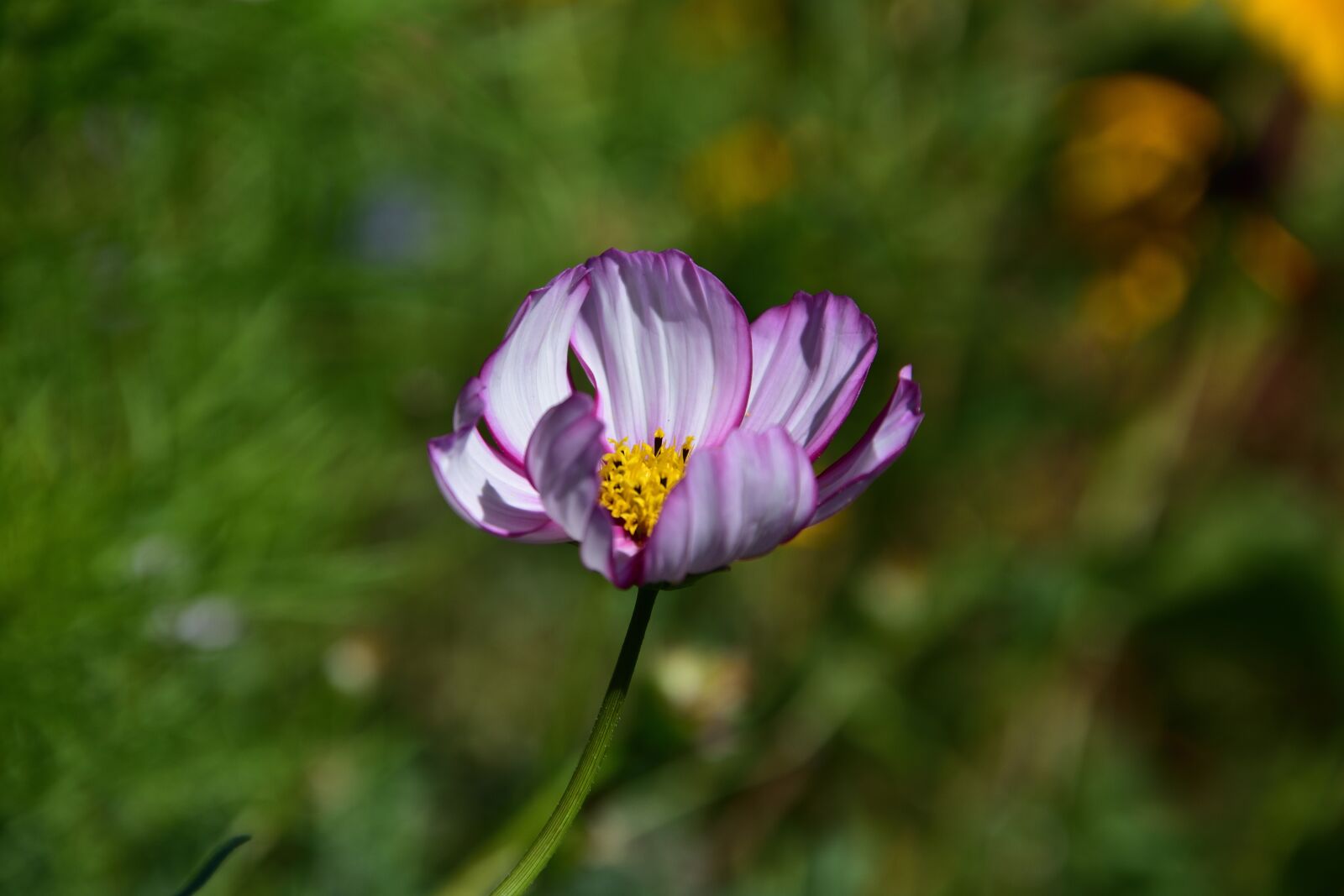 Nikon D3400 sample photo. Krásenka, summer, garden photography