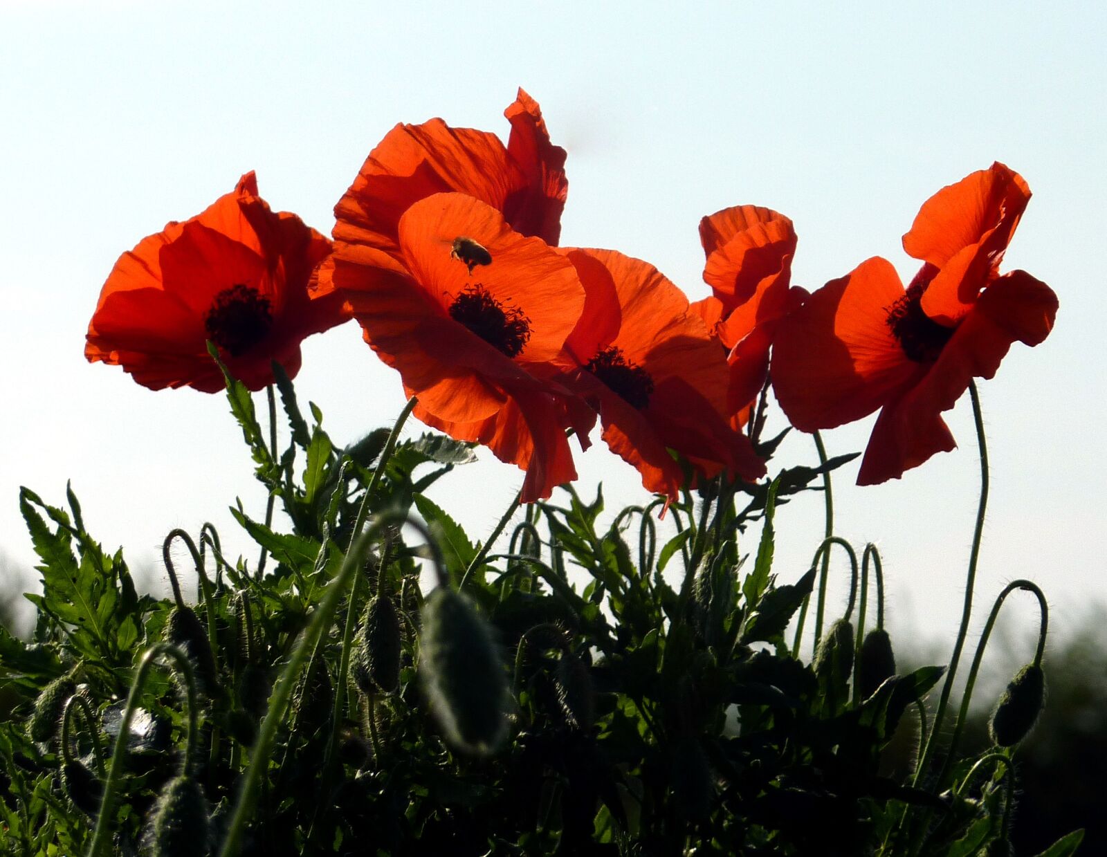 Panasonic DMC-TZ7 sample photo. Flowers, poppies, red photography