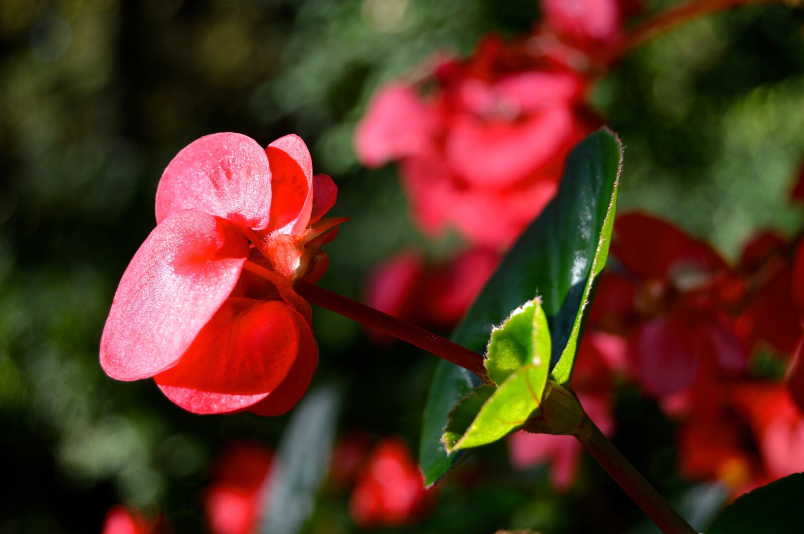 Nikon D3200 sample photo. Floral, flowers, leaves photography