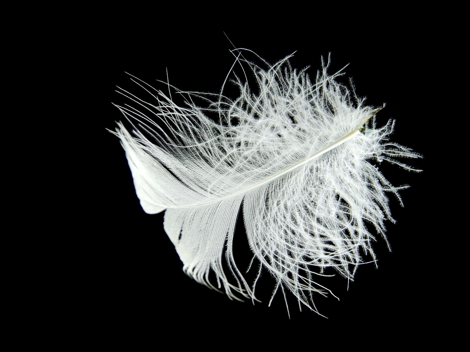 Nikon Coolpix P900 sample photo. Feather, down, white photography