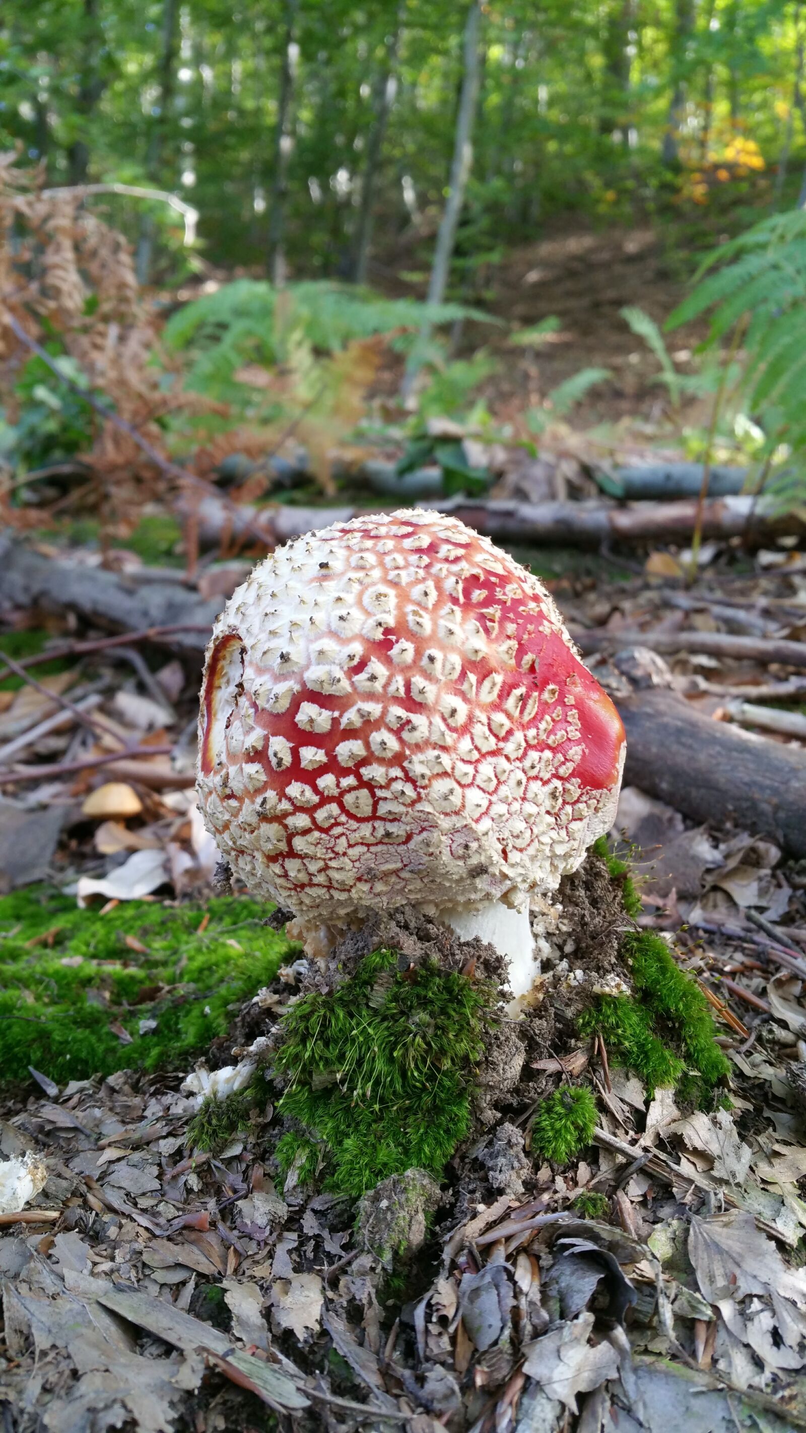 Samsung Galaxy Note4 sample photo. Mushroom, forest, nature photography
