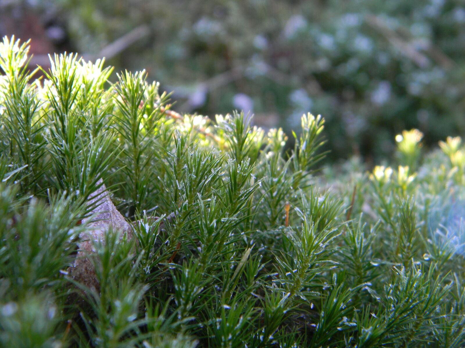 Nikon Coolpix L110 sample photo. Cold, forest, frozen, green photography
