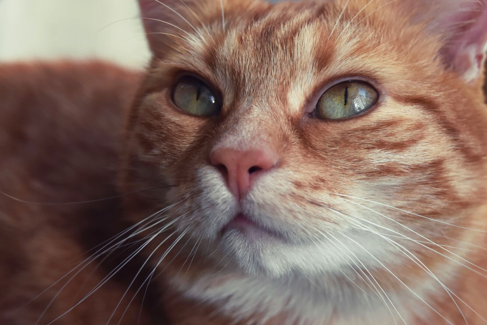 Nikon D7200 sample photo. Cat, red mackerel tabby photography