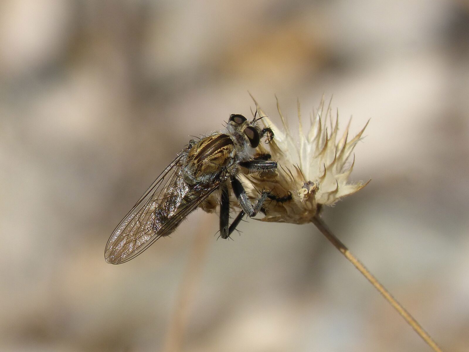 Panasonic DMC-FZ62 sample photo. Insect, mosquito, detail photography