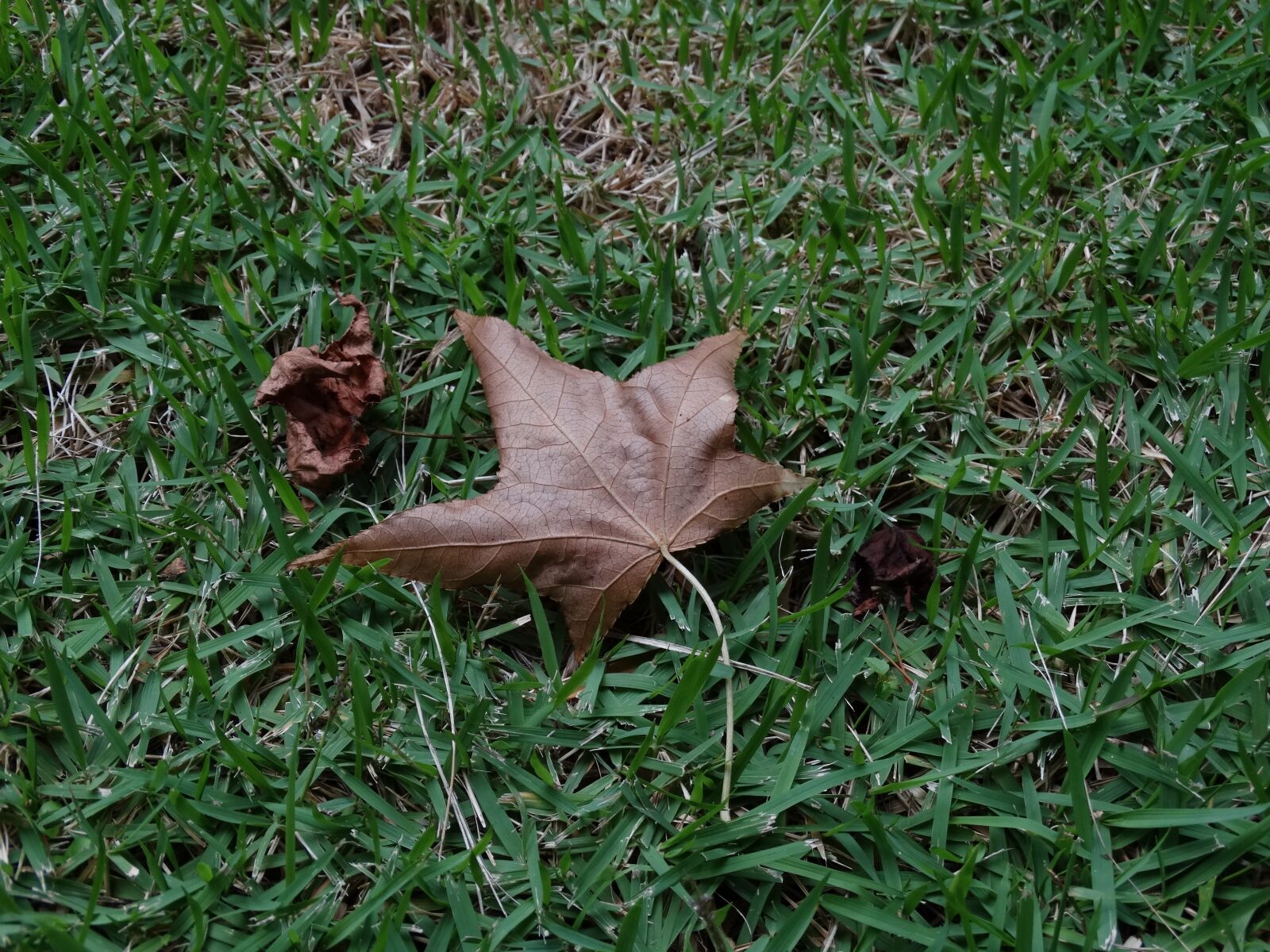 Sony Cyber-shot DSC-HX300 sample photo. Leaf, nature, grass photography
